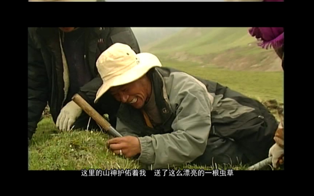 冬虫夏草.jpg 冬虫夏草.jpg